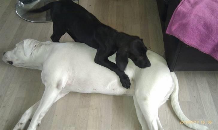 Blanding af racer Tony - dejlig blød dogo pude billede 7