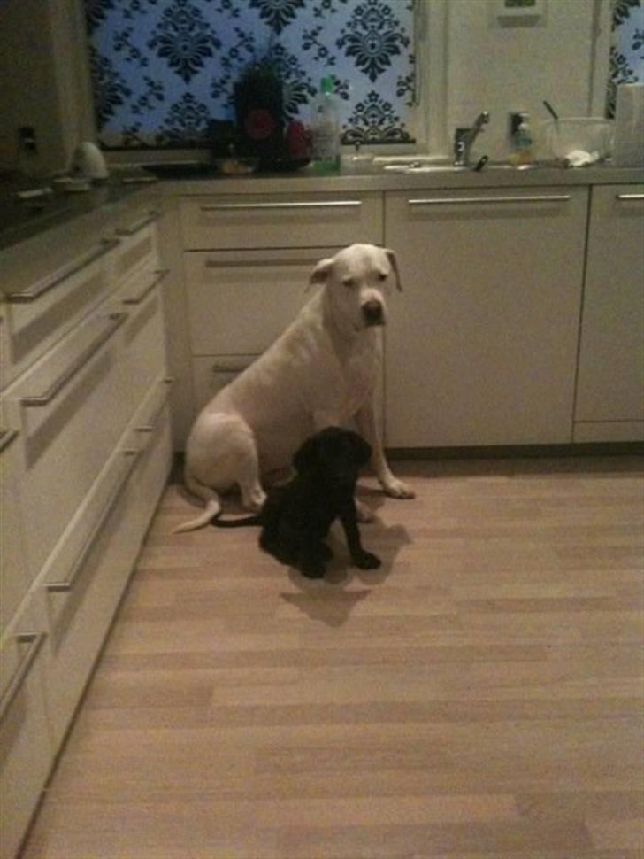 Blanding af racer Tony - tony og og storesøs billede 8