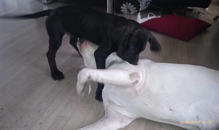 Blanding af racer Tony billede 9