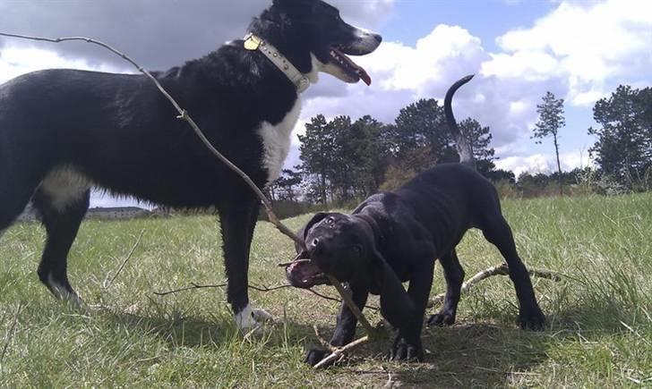 Blanding af racer Tony - phoebe og tony i skoven billede 10