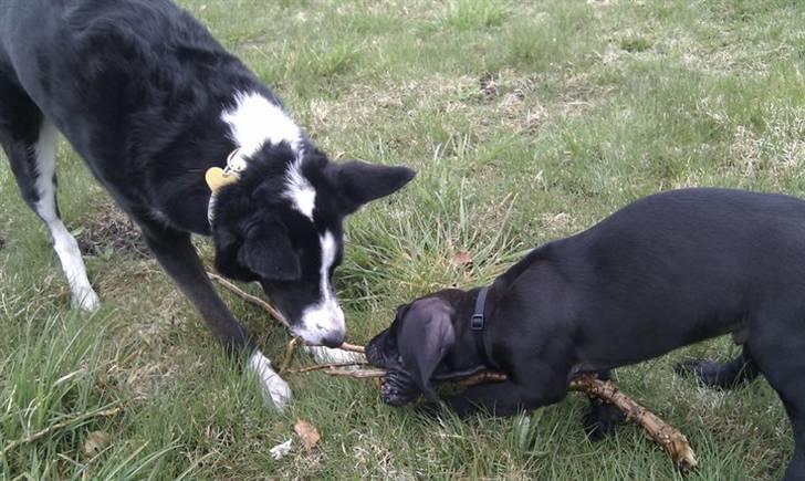 Blanding af racer Tony billede 11