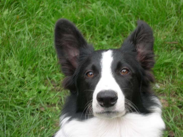 Border collie Maggie<3 Himmel hund billede 4