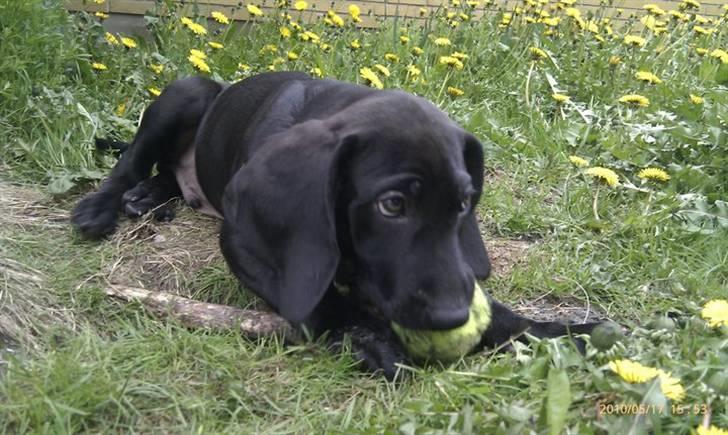 Blanding af racer Tony billede 12