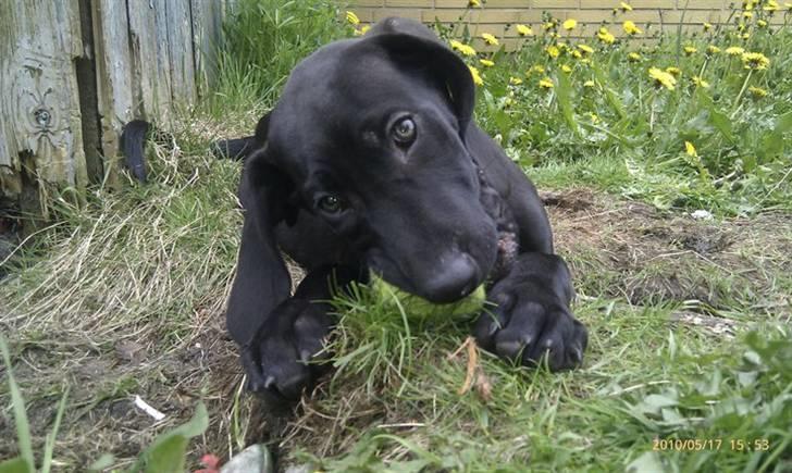 Blanding af racer Tony billede 13