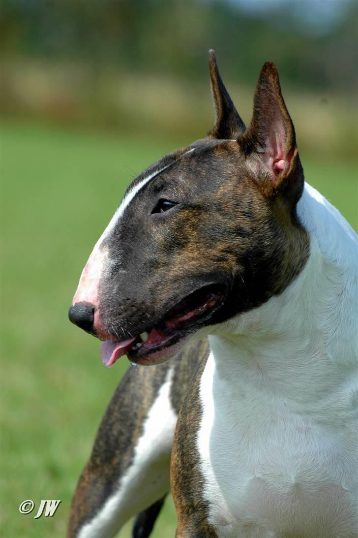 Bullterrier Chica - Chica blev BIR - Hedensted 2010 billede 9