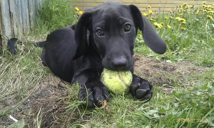 Blanding af racer Tony billede 14