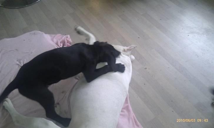 Blanding af racer Tony billede 15