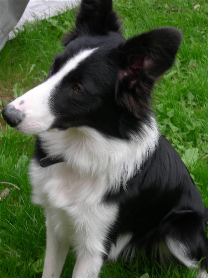 Border collie Maggie<3 Himmel hund billede 5
