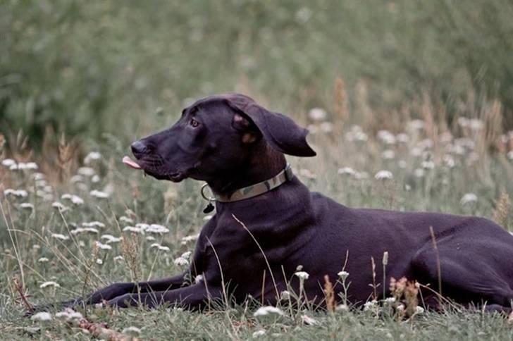 Blanding af racer Tony billede 16