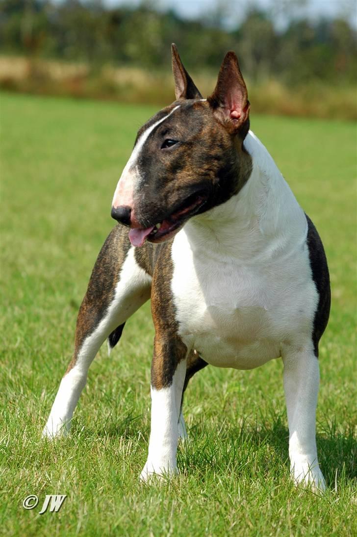 Bullterrier Chica - Chica blev BIR - Hedensted 2010 billede 10