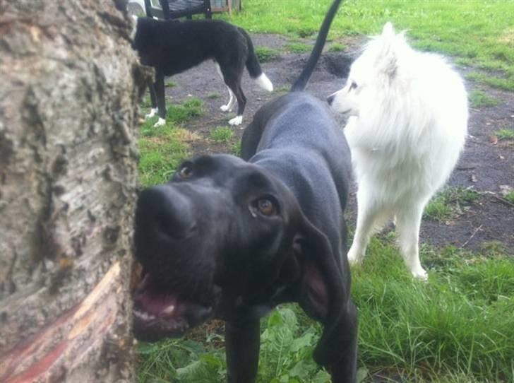 Blanding af racer Tony - mums dejligt træ:-) billede 17