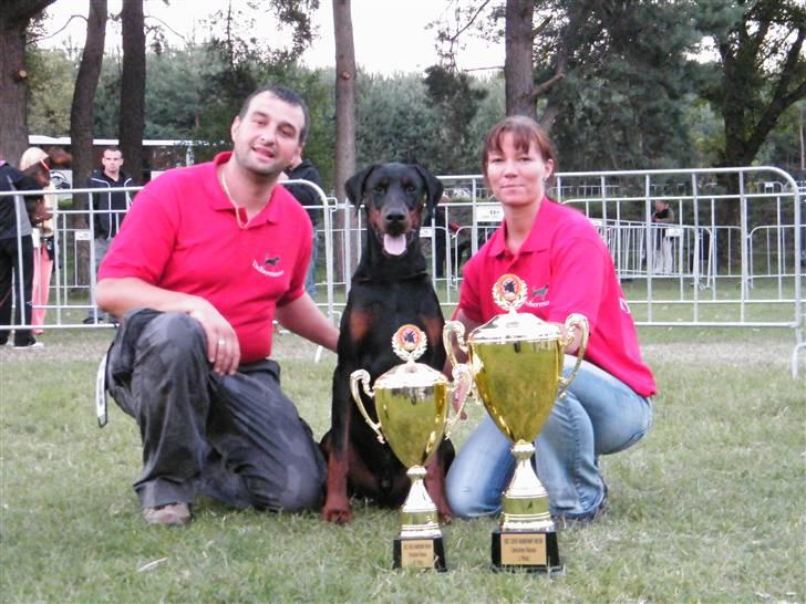 Dobermann Dobergaarden F. Athos - IDC 2010 Class Winner Intermedia black male billede 13