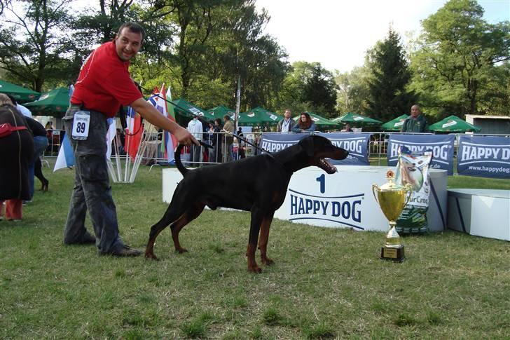 Dobermann Dobergaarden F. Athos billede 14