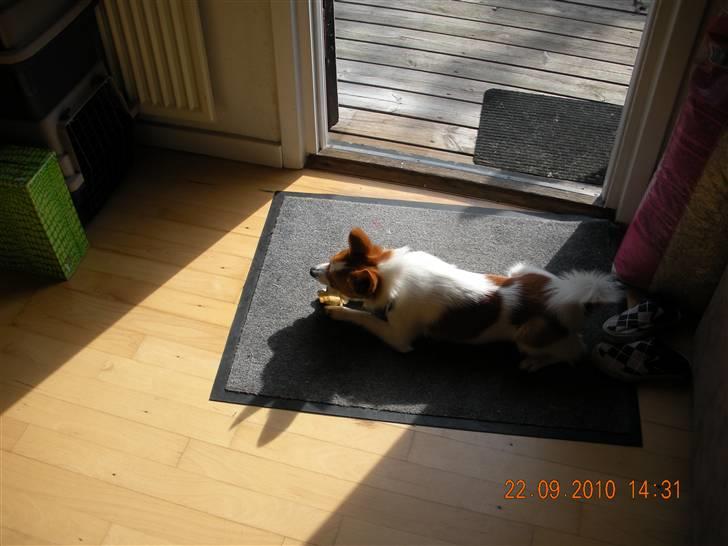 Blanding af racer Bailey - Bailey billede 1