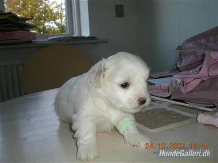Coton de tulear Anton - anton 4 uger billede 8