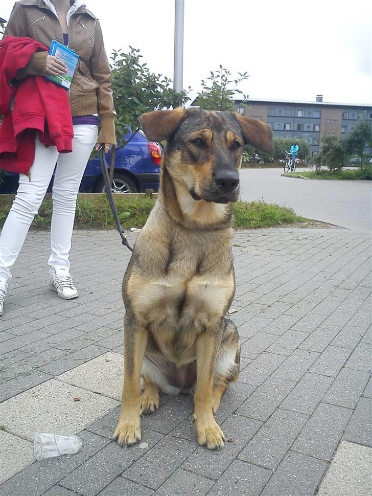 Blanding af racer Ziva - Ziva er nu blivet et år her.. billede 12