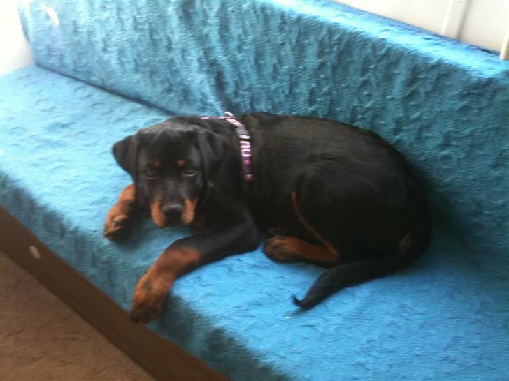Rottweiler Bailey - På camping med mor :D
20 uger gammel :)  billede 8