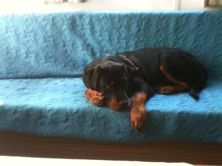 Rottweiler Bailey - På camping med mor :D
20 uger gammel :)  billede 9