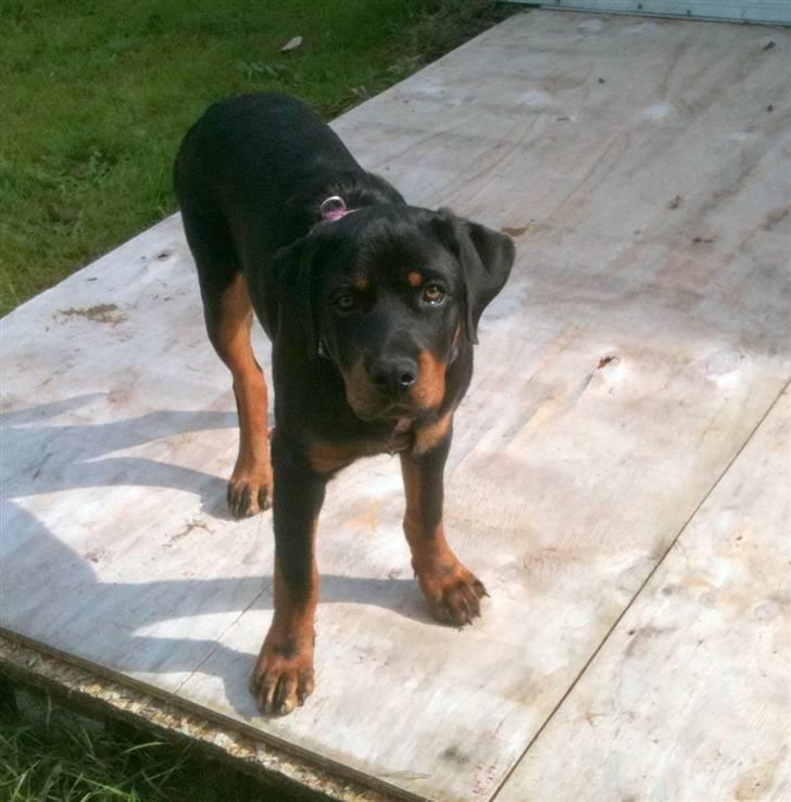 Rottweiler Bailey - På camping med mor :D
20 uger gammel :)  billede 10