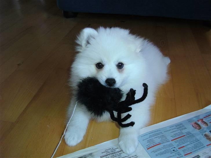 Japansk spids Masaru Prins Of Victory billede 4