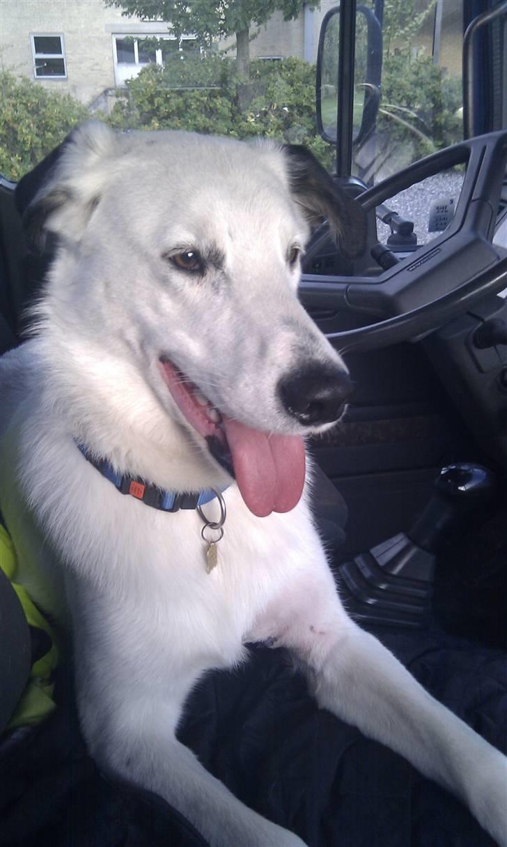 Blanding af racer Snoopy doo - ude og køre lastbil  billede 12