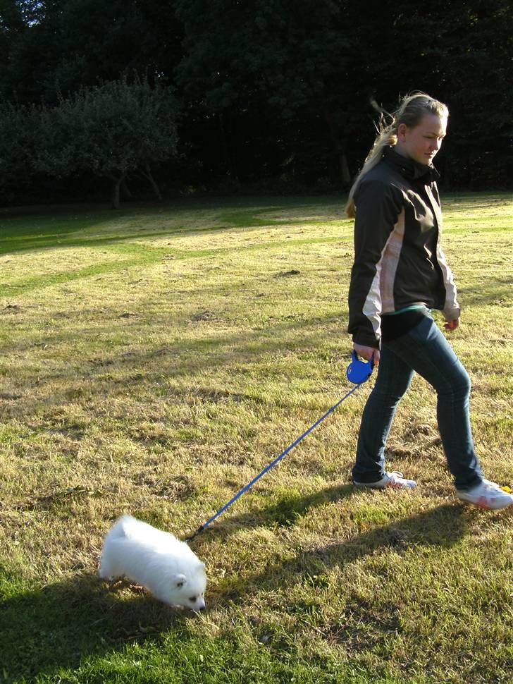 Japansk spids Masaru Prins Of Victory billede 6