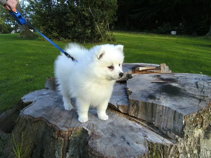 Japansk spids Masaru Prins Of Victory billede 7