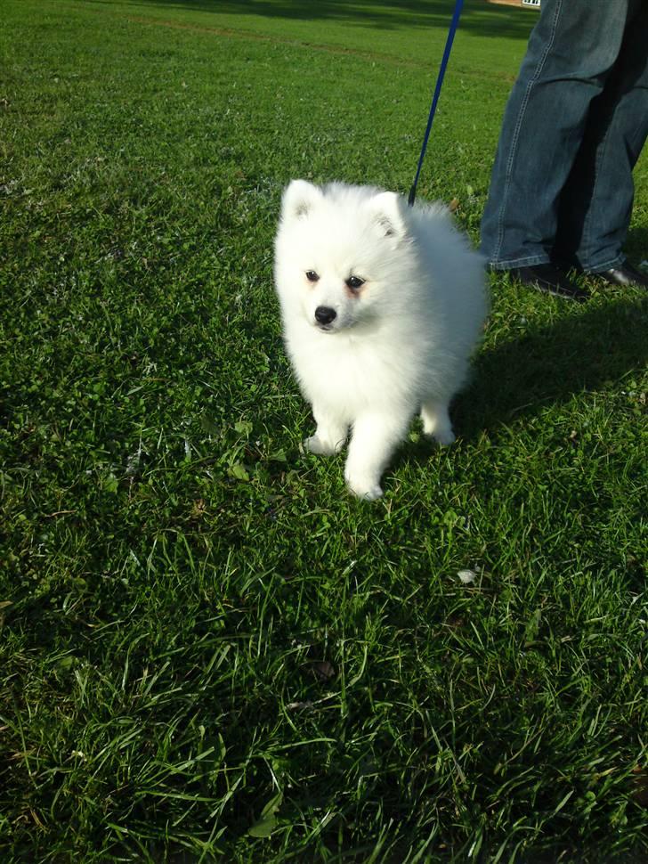 Japansk spids Masaru Prins Of Victory billede 8