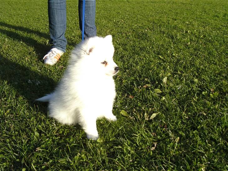 Japansk spids Masaru Prins Of Victory billede 9