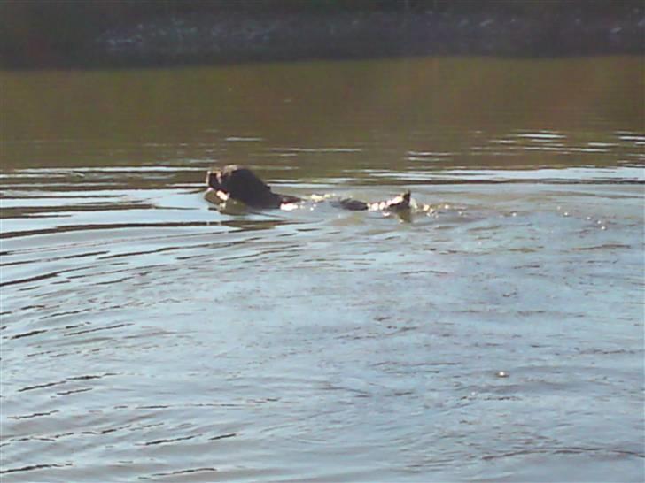 Labrador retriever Twix - skønt med en svømme tur billede 6