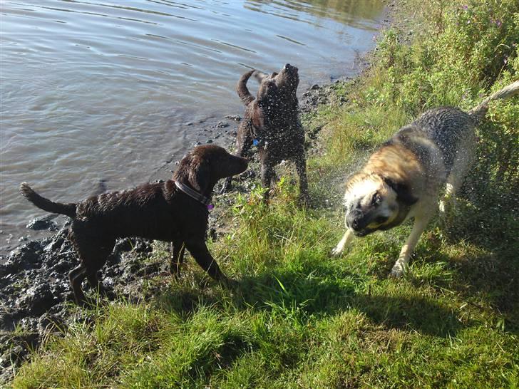 Labrador retriever Twix - Ryste Ryste Ryste billede 7