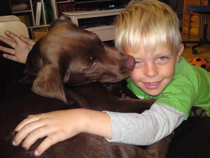 Labrador retriever Twix - Emil og Twix billede 8