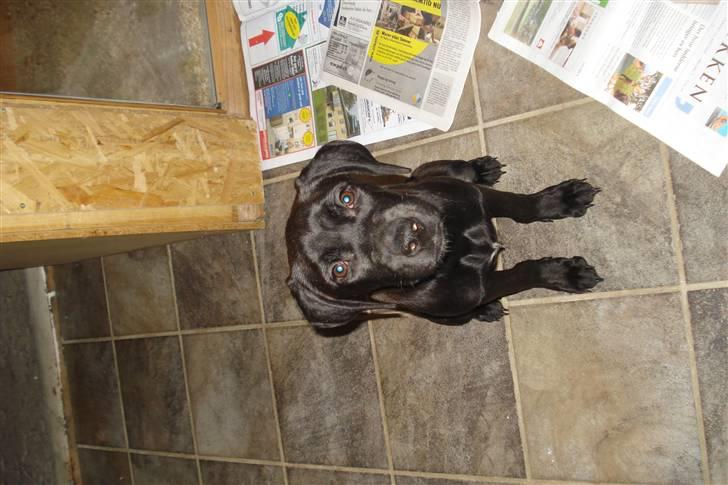 Blanding af racer Dina - Dina ca 3 måneder gammel, vi havde lige hentet hende hjem (: billede 3