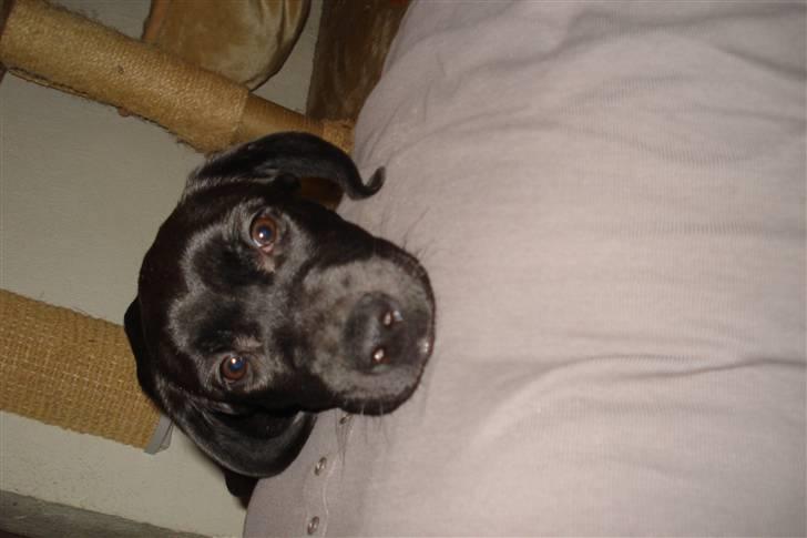 Blanding af racer Dina - Dina ca 3 måneder gammel, vi havde lige hentet hende hjem billede 4