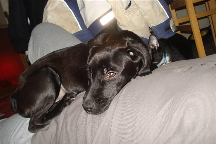 Blanding af racer Dina - Dina ca 3 måneder. Så ville var hun den gang, nu er hun er stor tøs på 25 kg  billede 5