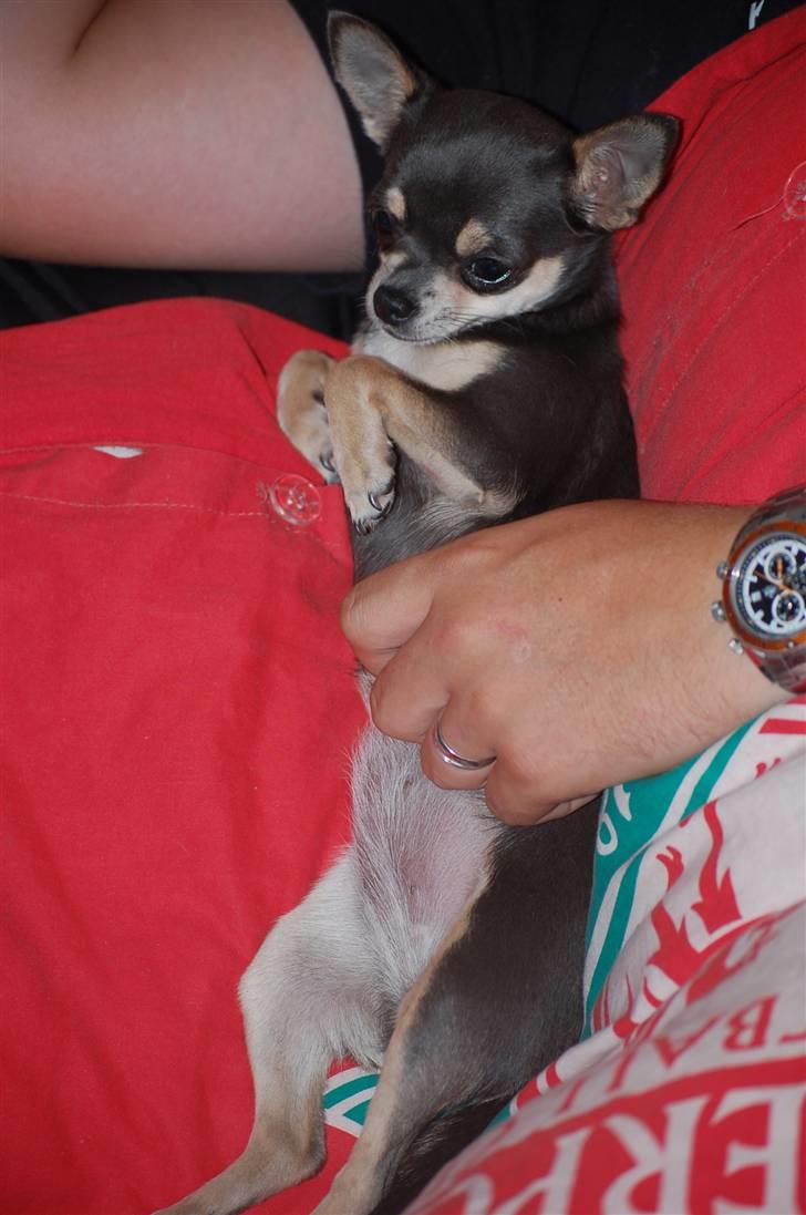 Chihuahua Anpalas Snow Angel ~ Zoie billede 11