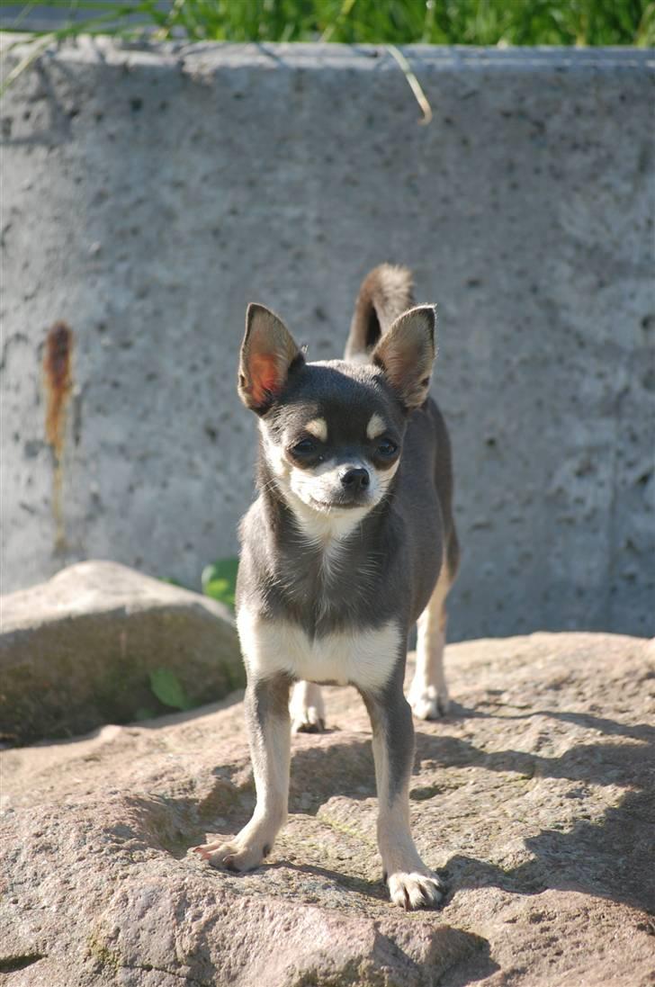 Chihuahua Anpalas Snow Angel ~ Zoie billede 13