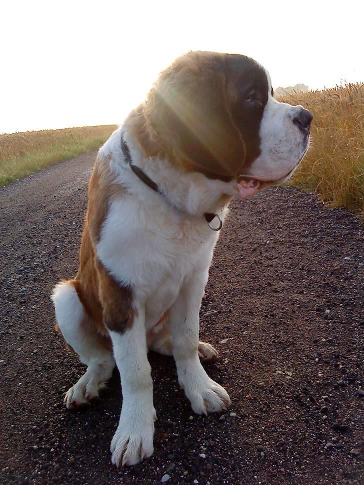 Sankt bernhardshund George billede 12