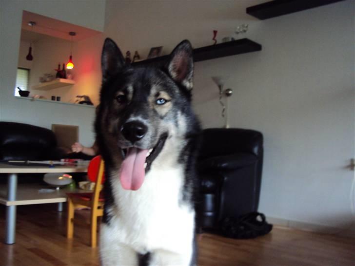 Siberian husky Blue billede 2