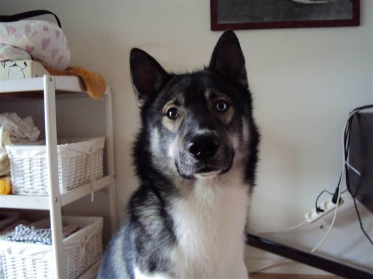 Siberian husky Blue billede 3