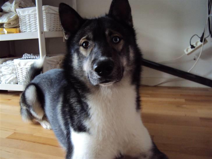 Siberian husky Blue billede 4