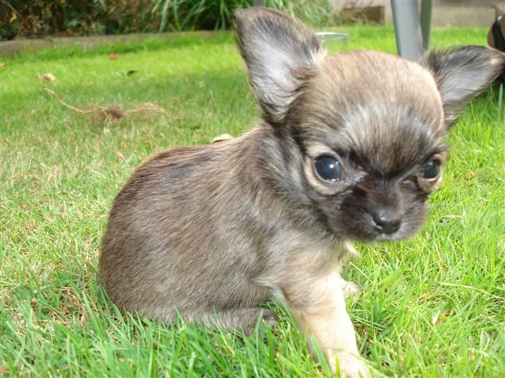 Chihuahua Theobal - Sov sødt<3 billede 16