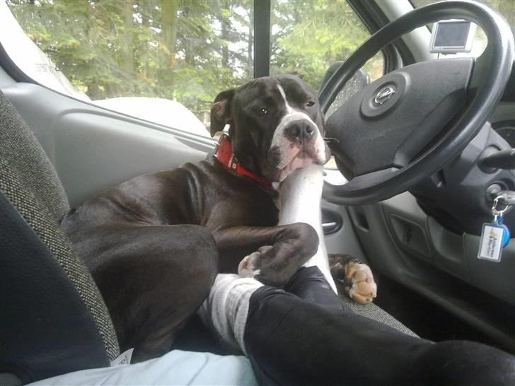 Amerikansk staffordshire terrier Homer billede 20