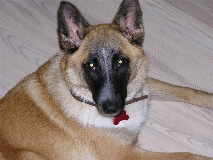 Belgisk hyrdehund Aya - Fredag d. 17. september - 11 uger gammel billede 2