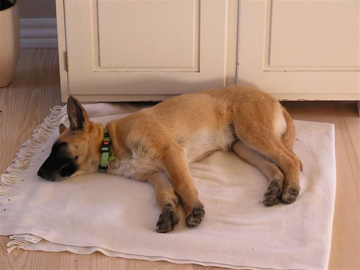 Belgisk hyrdehund Aya - Træt efter flere times leg på gårdspladsen billede 3