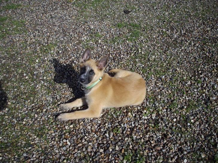 Belgisk hyrdehund Aya - Fredag d. 17. september - 11 uger gammel billede 4