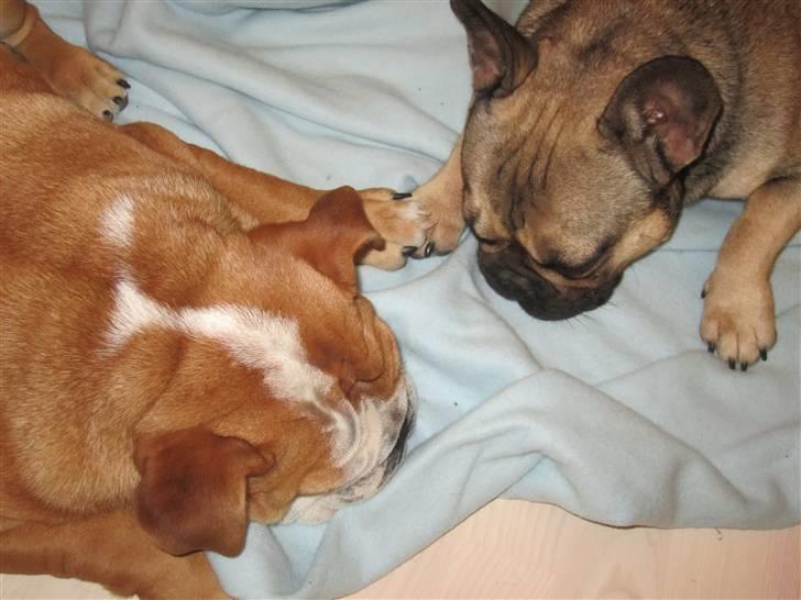 Engelsk bulldog Albert *SOLGT* :'( billede 14