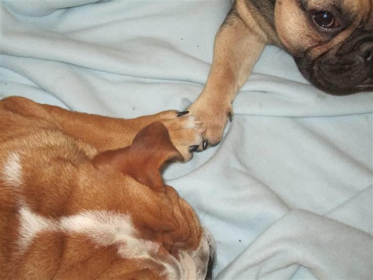 Engelsk bulldog Albert *SOLGT* :'( - NURH de holder hinanden i poten!! <3 søde små basser billede 15