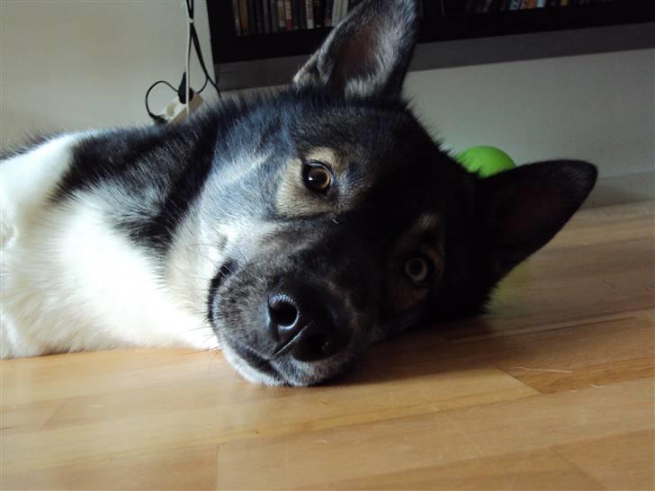 Siberian husky Blue billede 5