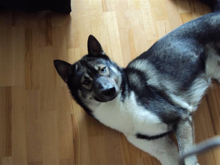 Siberian husky Blue billede 6